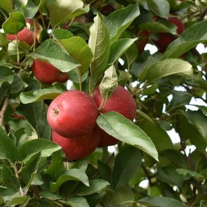 Jabloň domáca (Malus Domestica) ´GALA´ - výška 130-160 cm, obvod kmeňa: 6/8 cm, kont. C9L